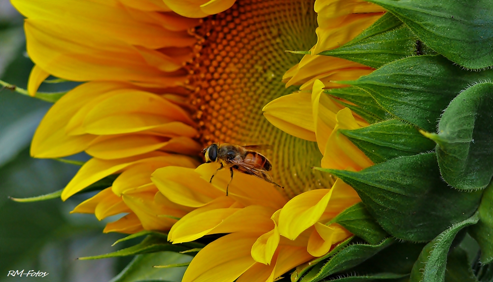 Sonnenblumenimpression