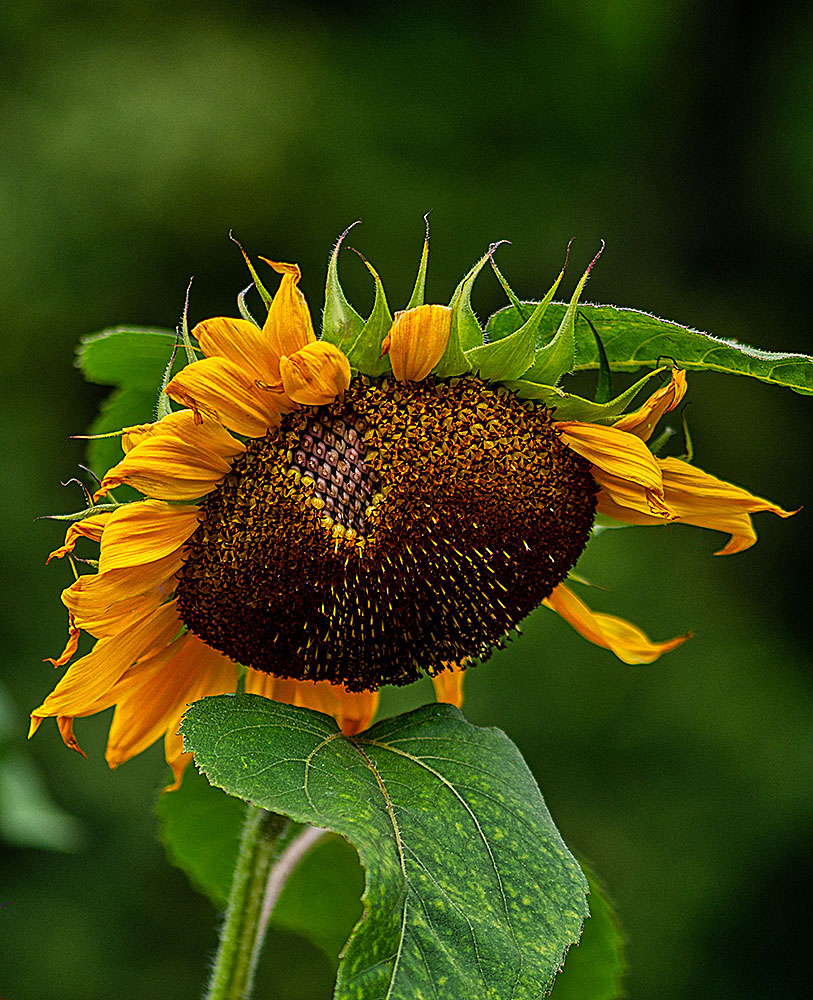 Sonnenblumeninnenleben