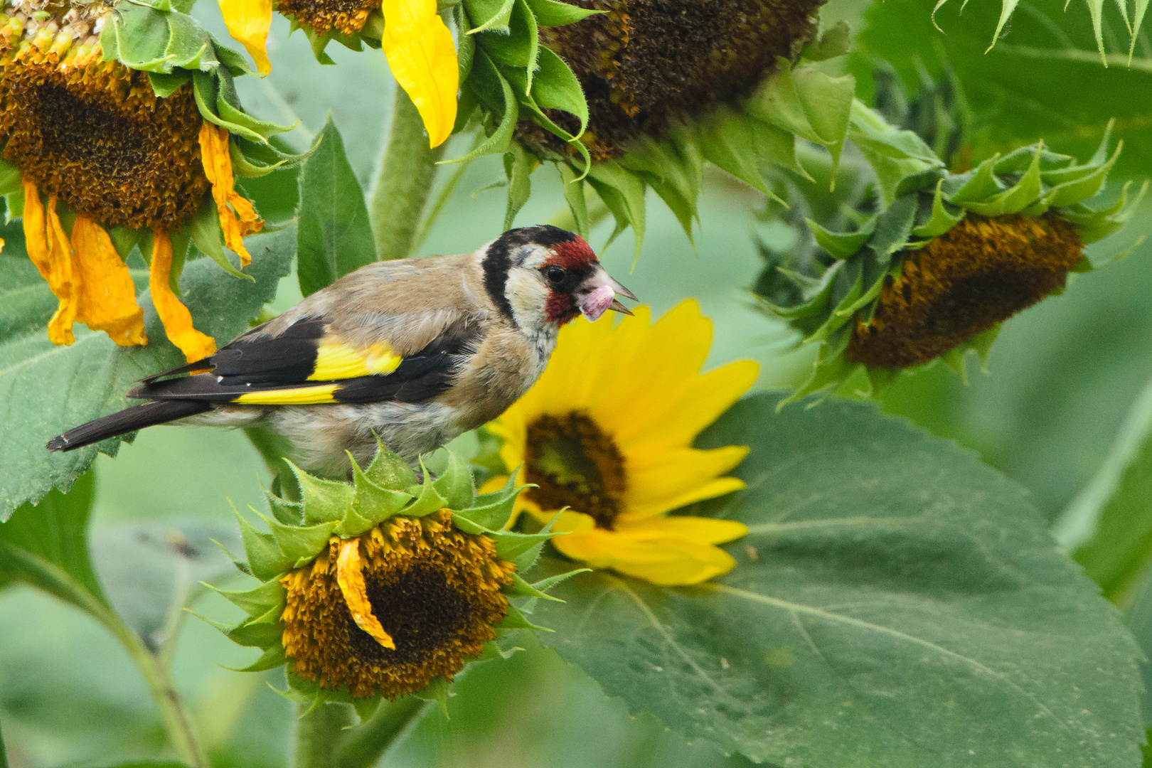 Sonnenblumenkerndiebe 2