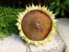 Sonnenblumenkerne P8290183