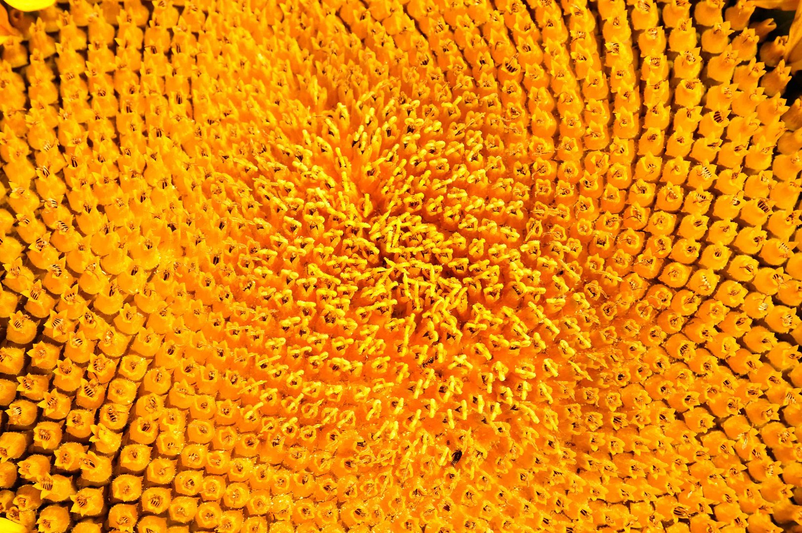 Sonnenblumenkernemuster in Sonnenblume