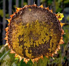 sonnenblumenkerngeometrie...