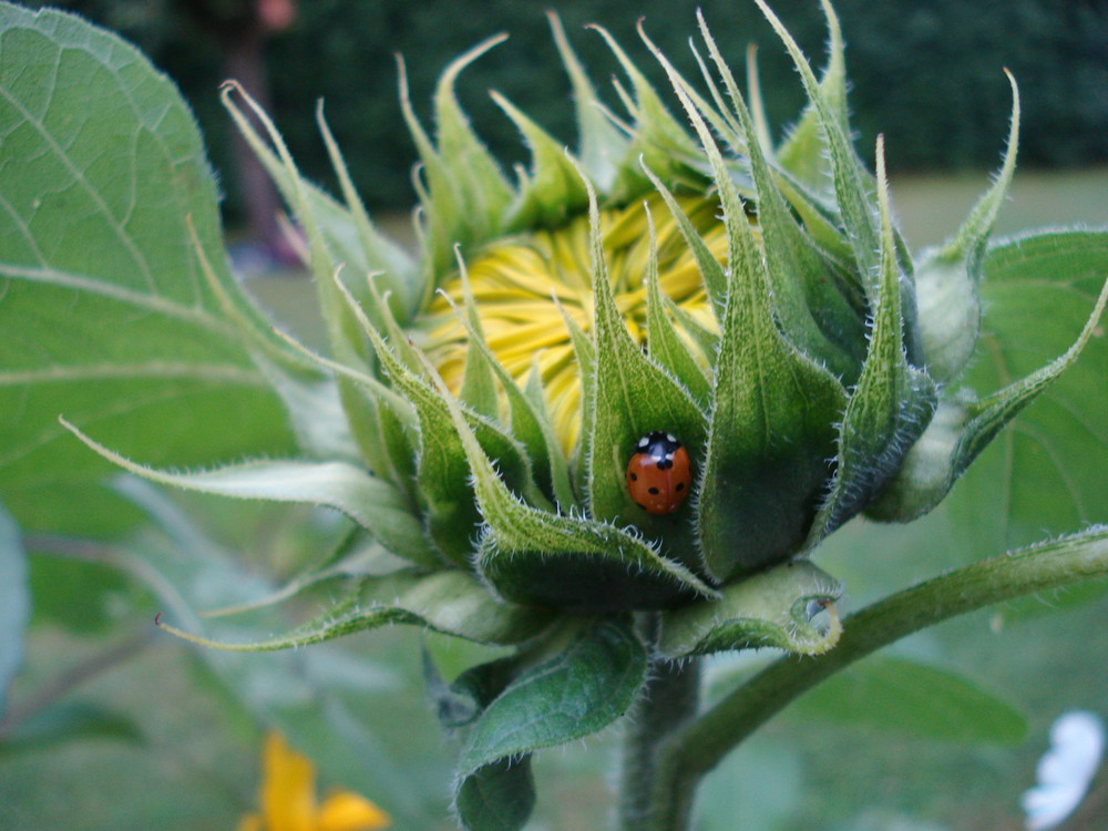 Sonnenblumenknospe als Bett für einen Marienkäfer