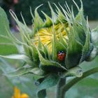 Sonnenblumenknospe als Bett für einen Marienkäfer