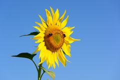 Sonnenblumenkollektion