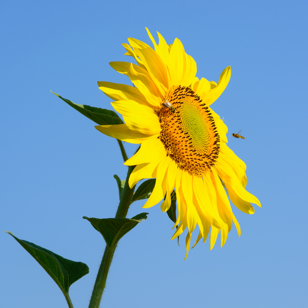 Sonnenblumenkollektion