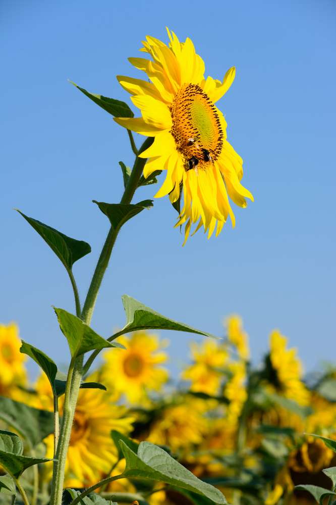 Sonnenblumenkollektion