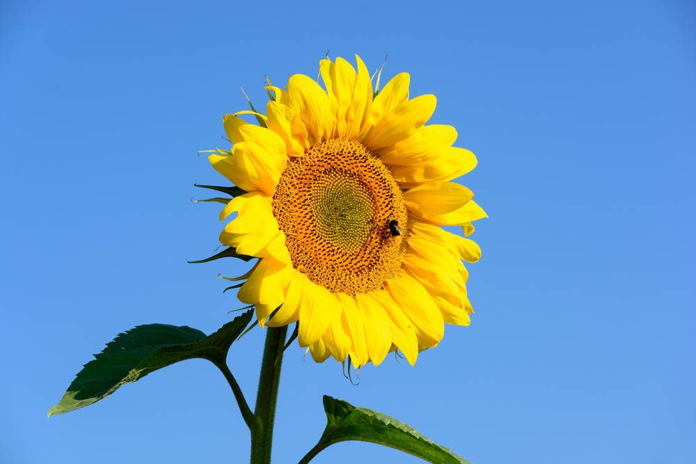 Sonnenblumenkollektion