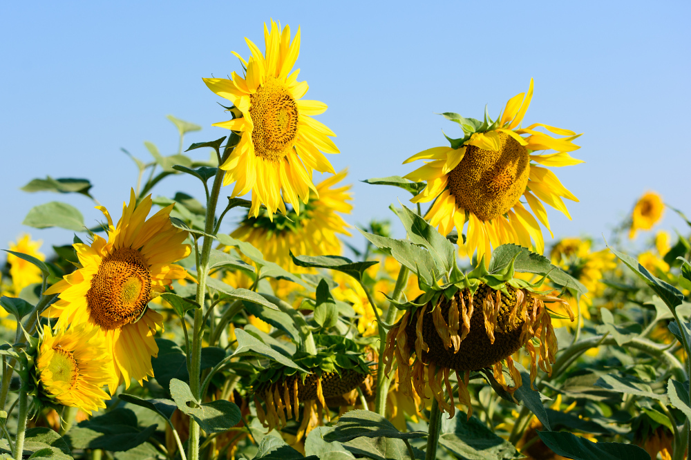 Sonnenblumenkollektion