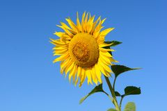 Sonnenblumenkollektion