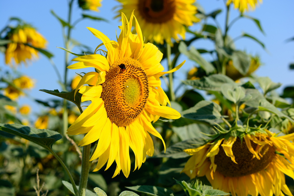 Sonnenblumenkollektion