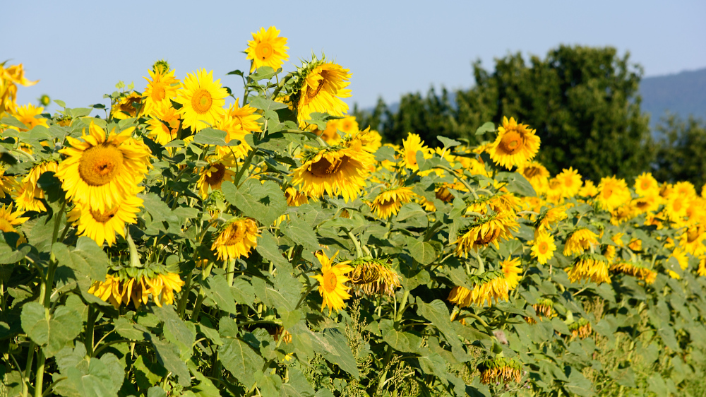 Sonnenblumenkollektion