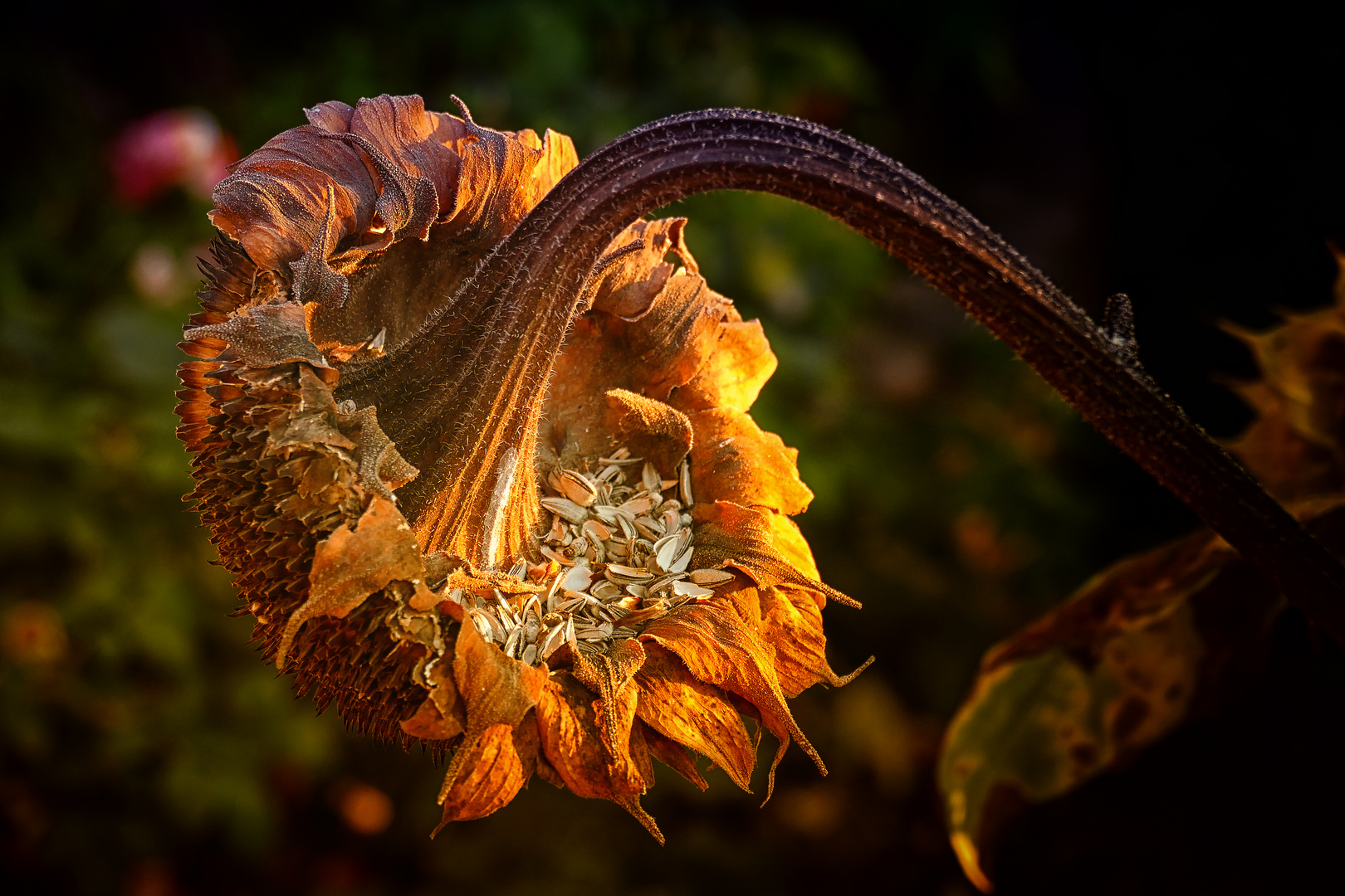 Sonnenblumenkorb
