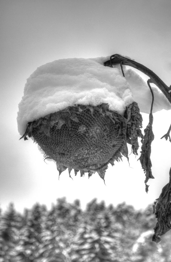 Sonnenblumenlampe by Matthias Gutbier 