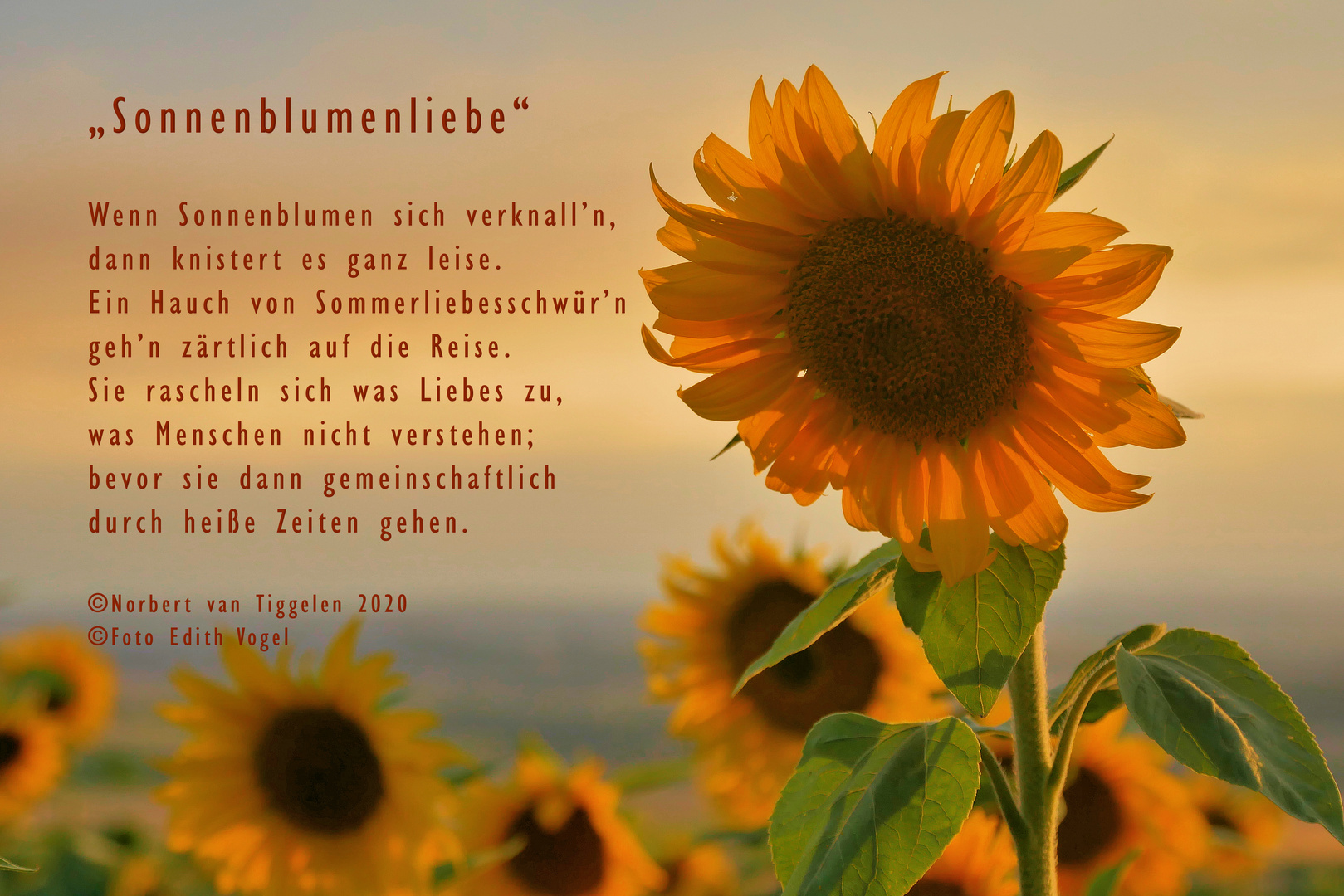 Sonnenblumenliebe!