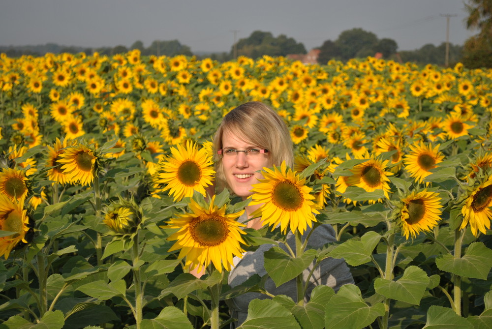 Sonnenblumenmeer