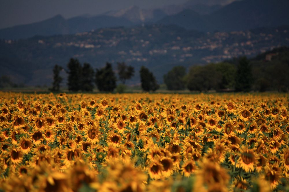 Sonnenblumenmeer