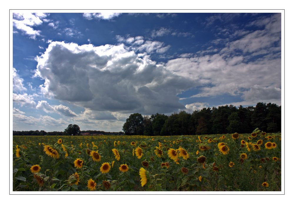 Sonnenblumenmeer von Thomas Park 