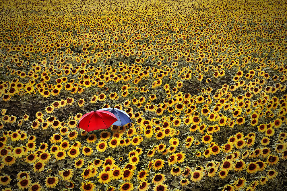 Sonnenblumenmeer