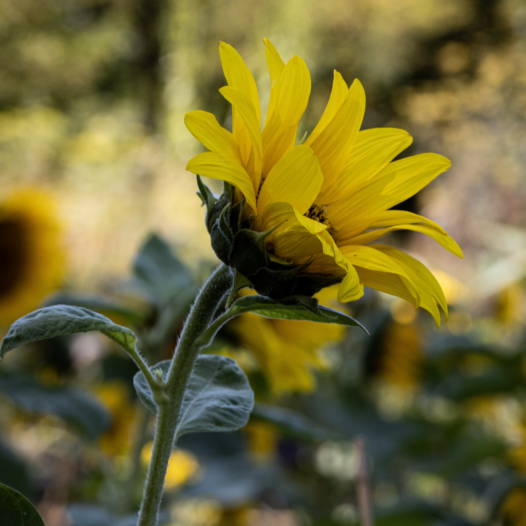 Sonnenblumenmeer