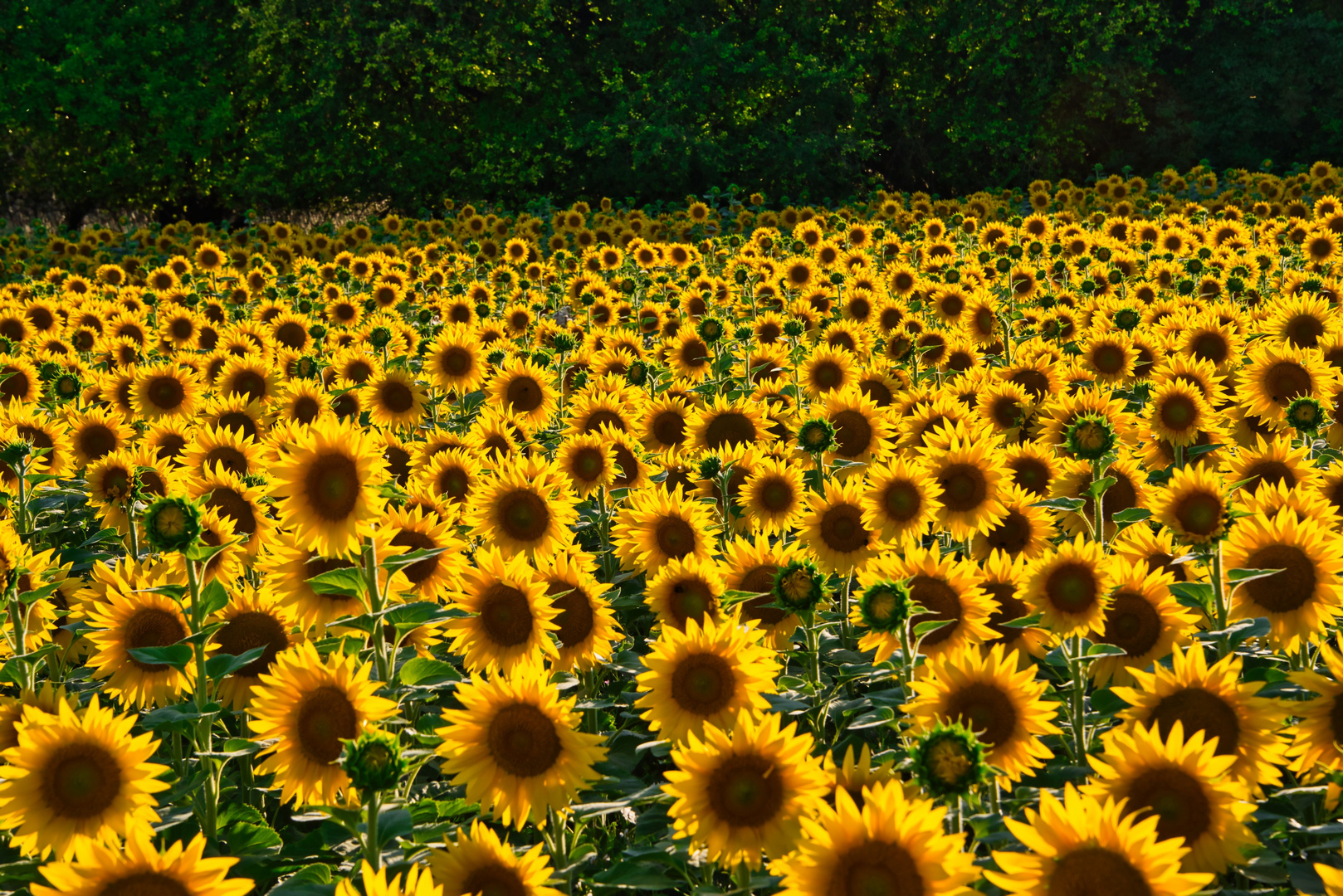 Sonnenblumenmeer