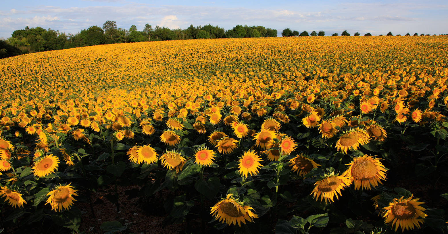 Sonnenblumenmeer