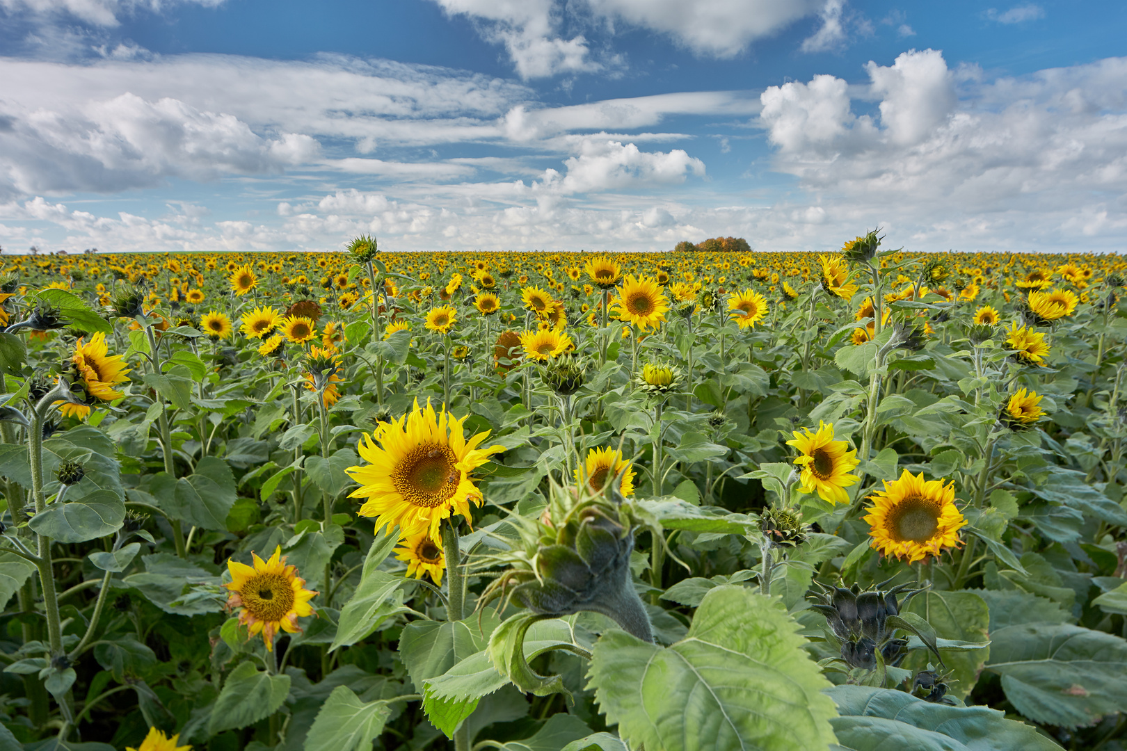 Sonnenblumenmeer