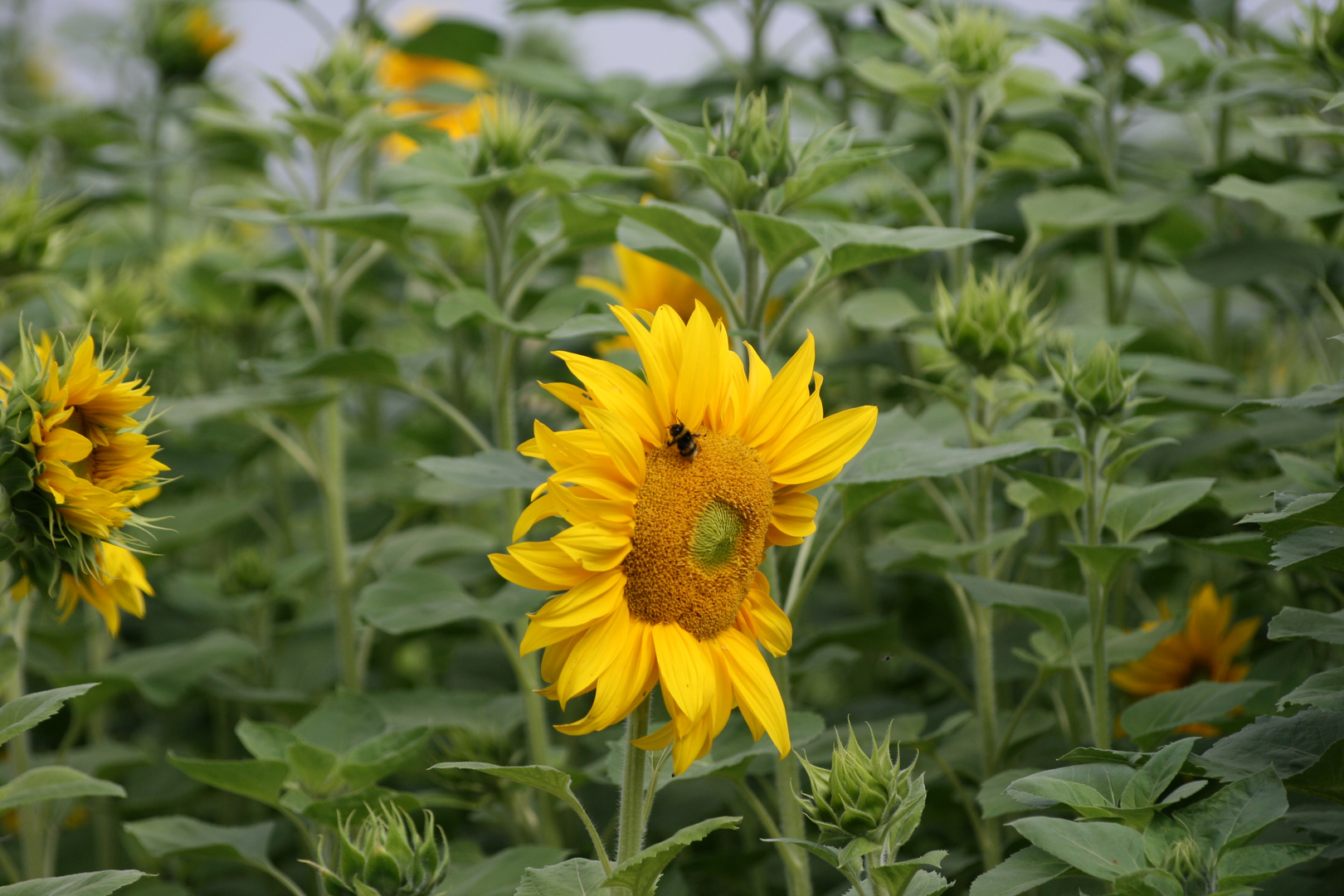 Sonnenblumenmeer