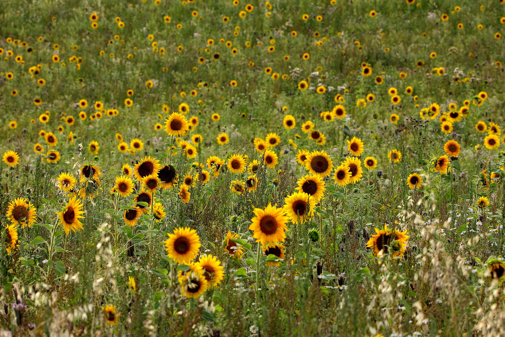 Sonnenblumenmeer