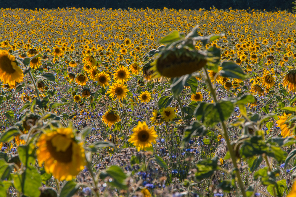 Sonnenblumenmeer im Gegenlicht