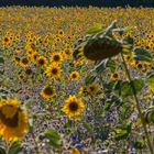 Sonnenblumenmeer im Gegenlicht