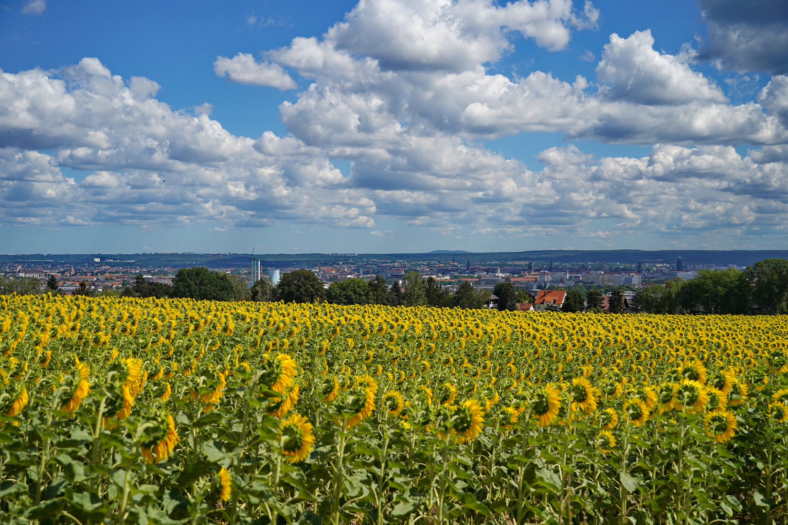 Sonnenblumenmeer mit Blick auf Dresden