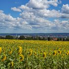 Sonnenblumenmeer mit Blick auf Dresden