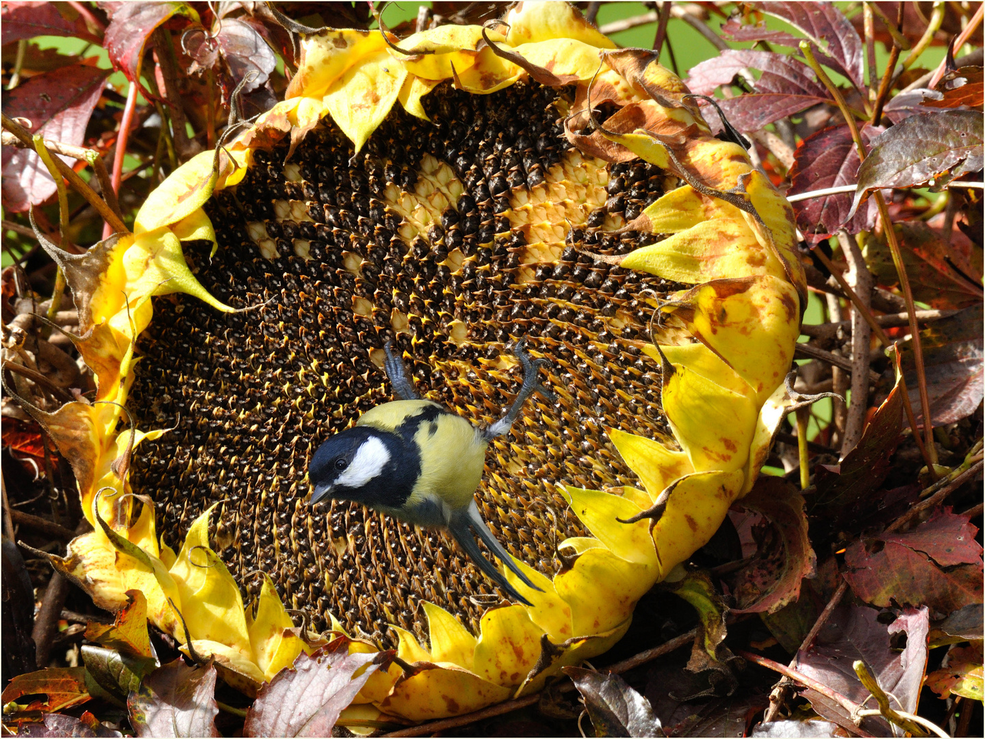 Sonnenblumenmeise