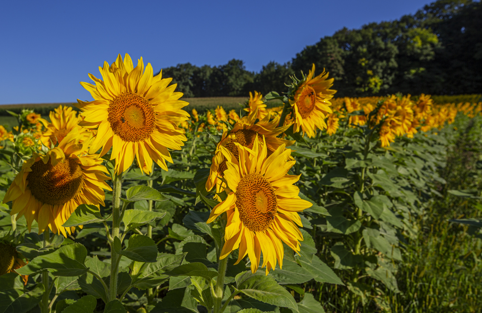 sonnenblumen_MG_1754-2