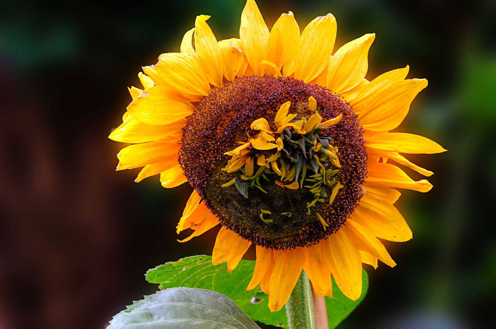 Sonnenblumenmutation