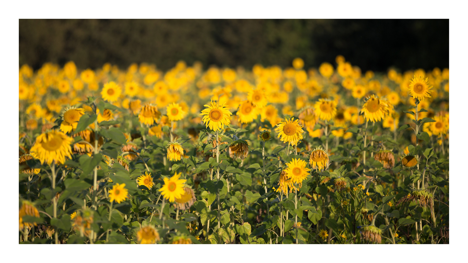 Sonnenblumen_p-6412