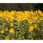 Sonnenblumen_p-6412