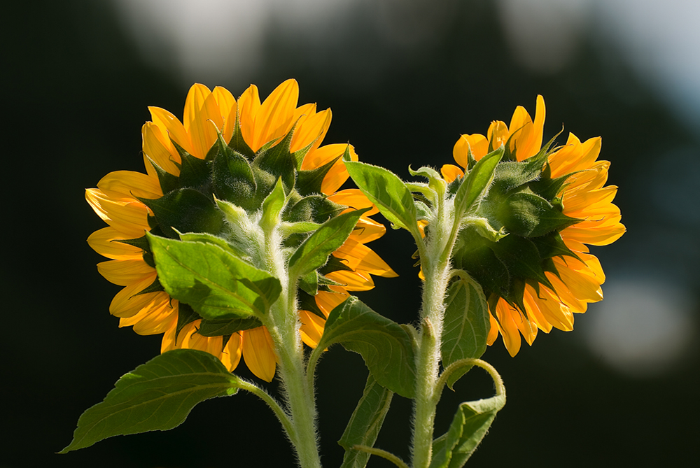 Sonnenblumenpaar