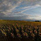 Sonnenblumen_Panorama