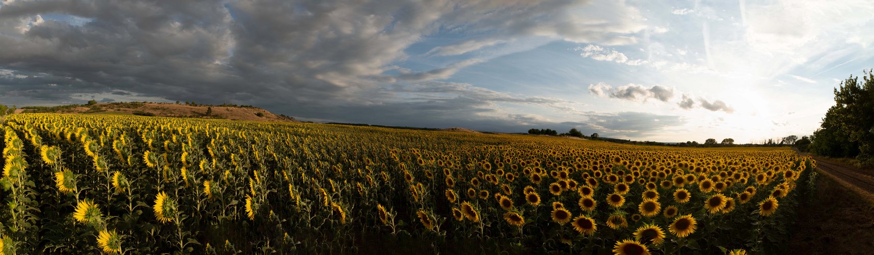 Sonnenblumen_Panorama