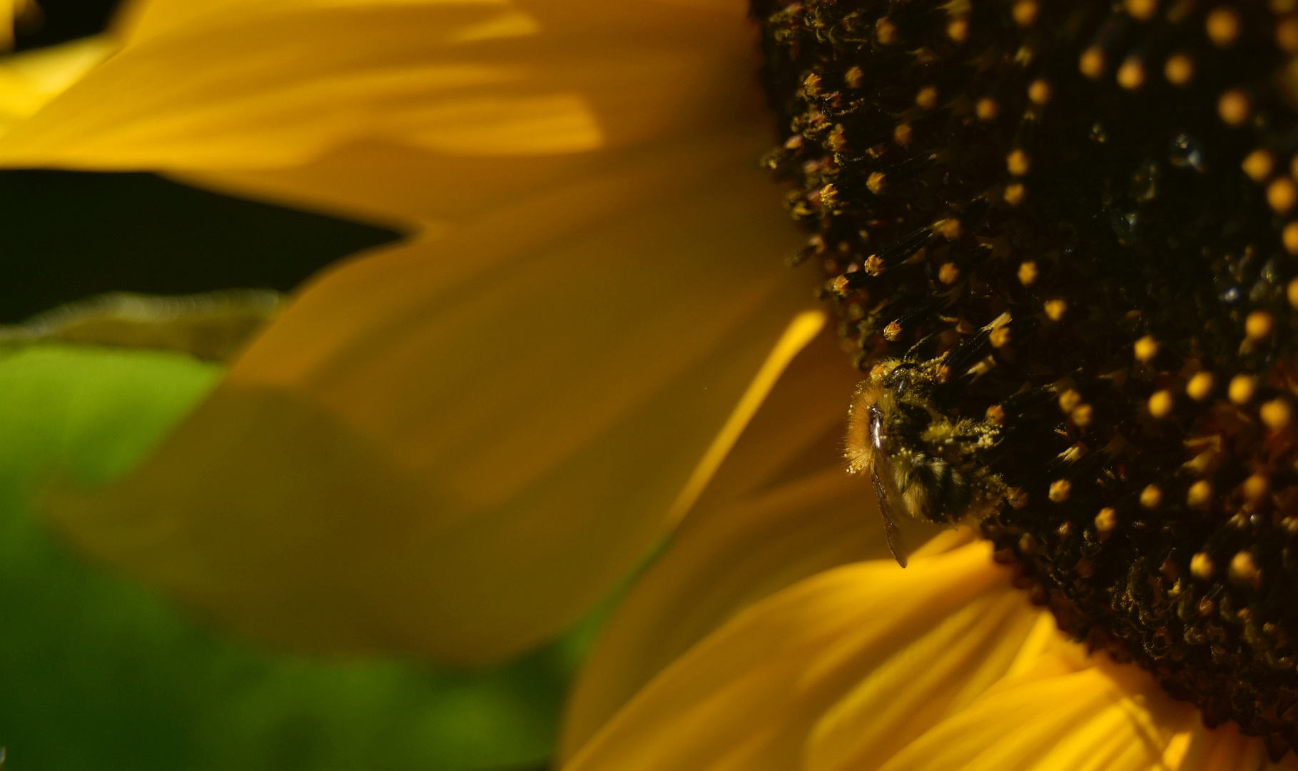 Sonnenblumenpollenfrühstück