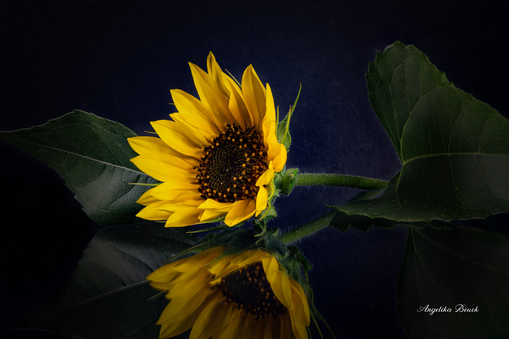 Sonnenblumenporträt