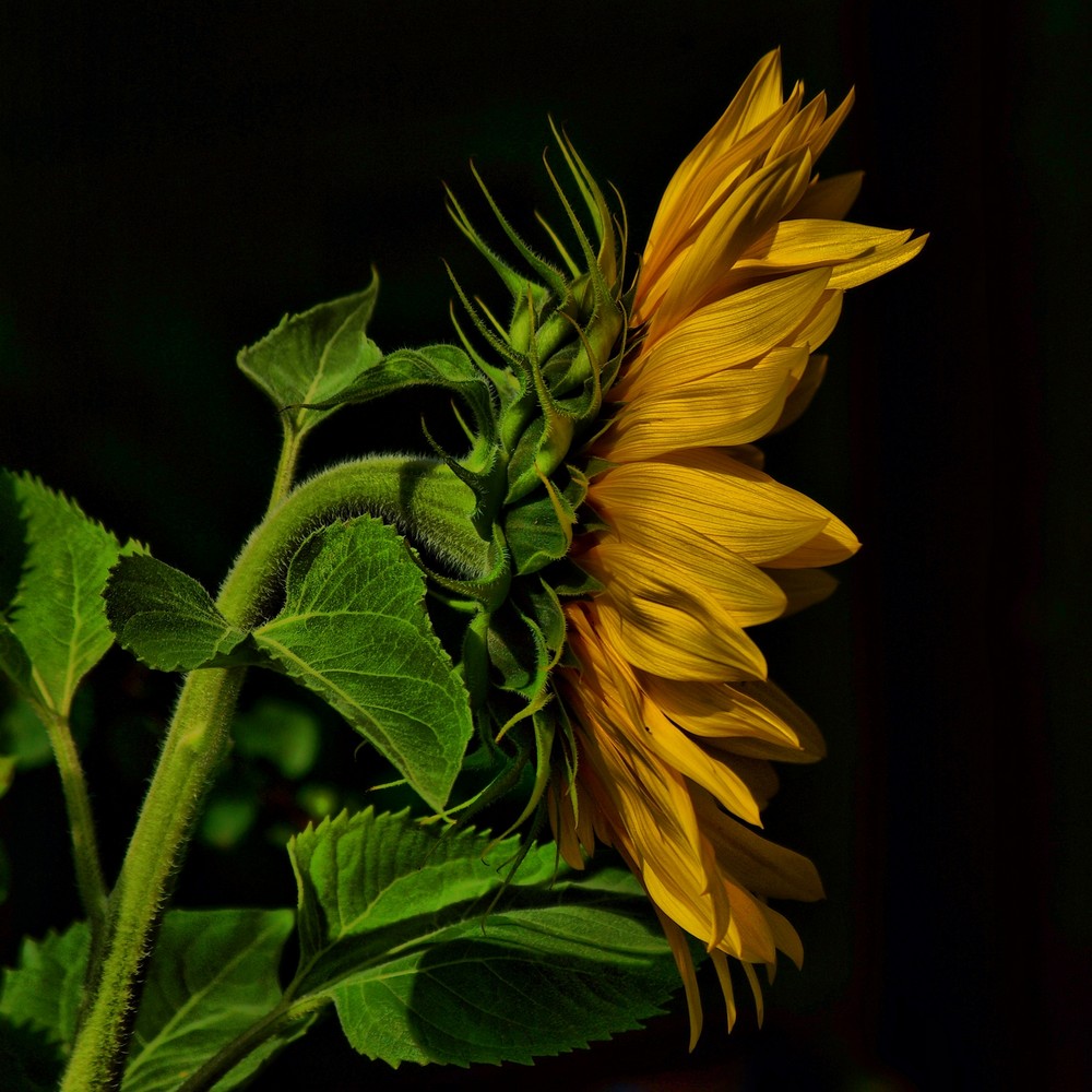 Sonnenblumenportrait