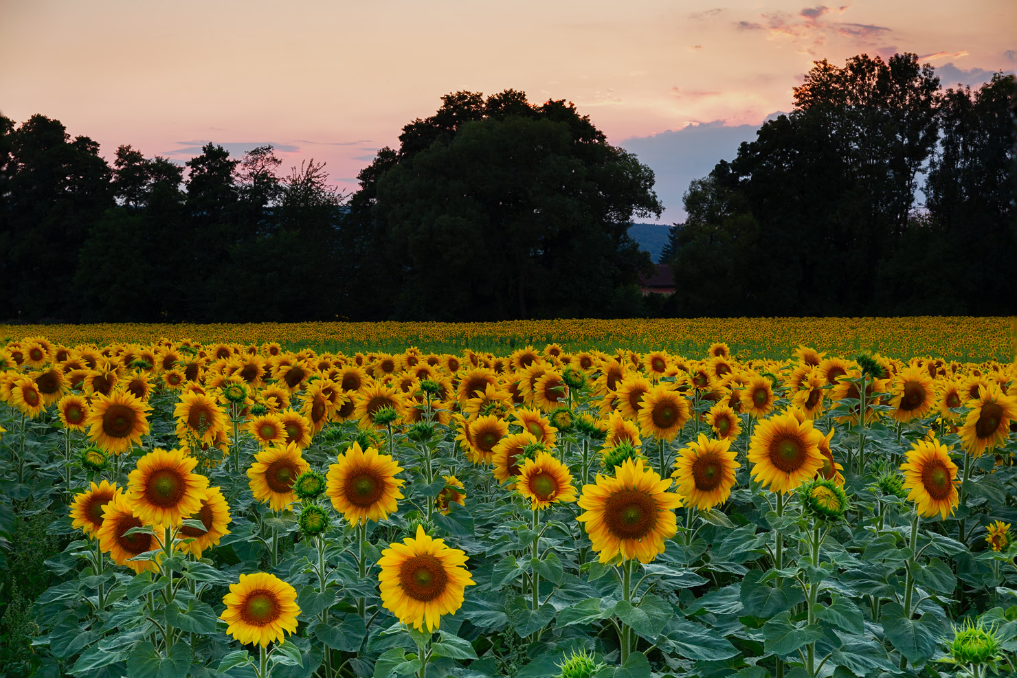 ~~ Sonnenblumenpracht ~~