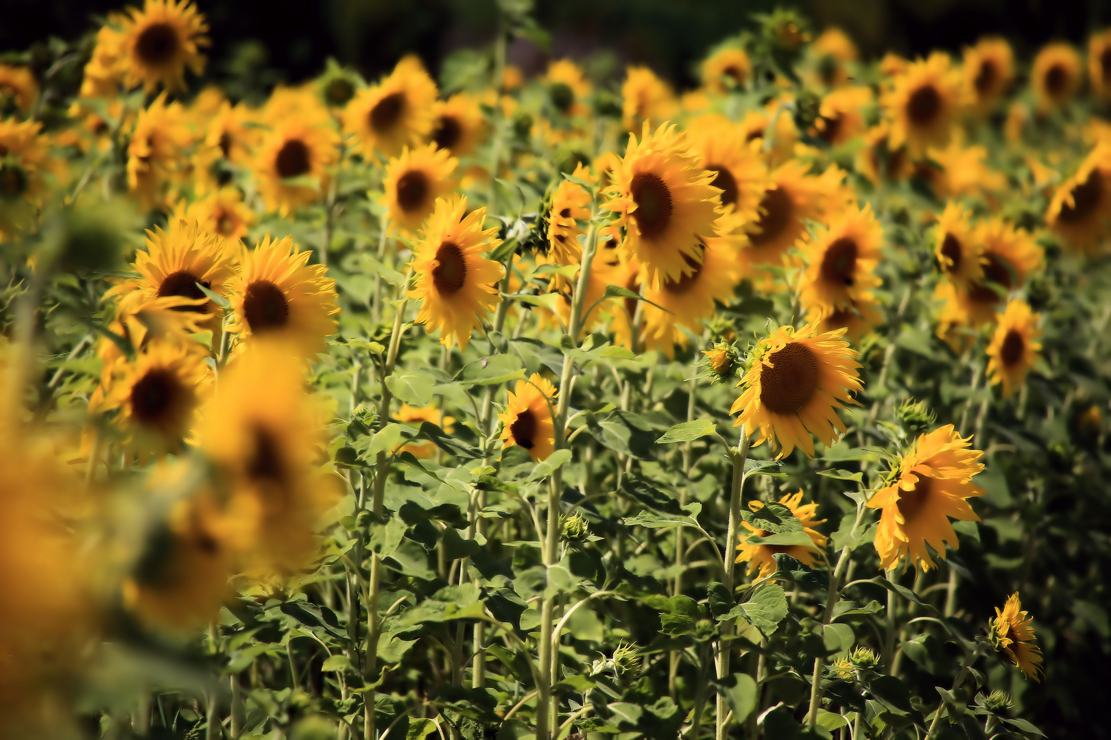 sonnenblumenpracht