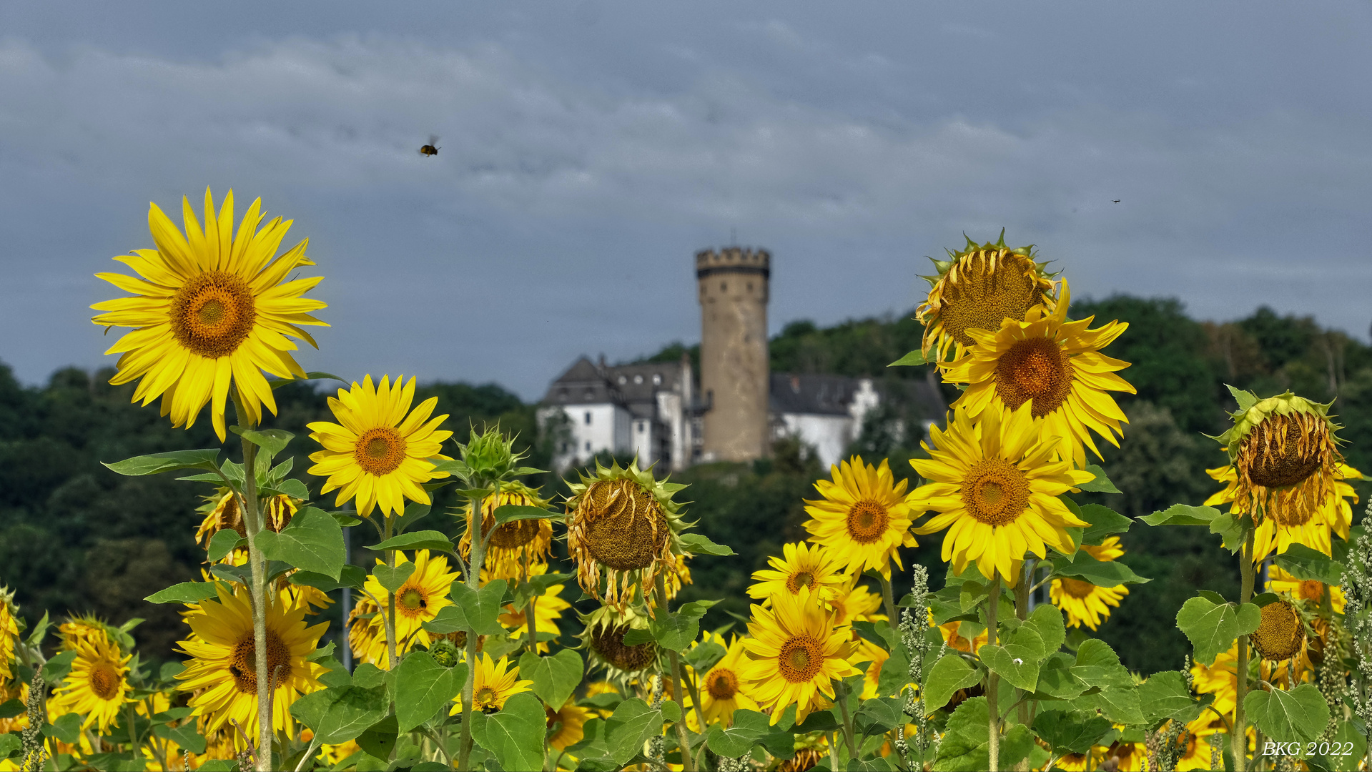 "Sonnenblumenrahmen" vor Schloss Dehrn 