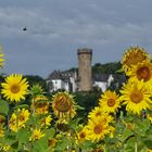 "Sonnenblumenrahmen" vor Schloss Dehrn 