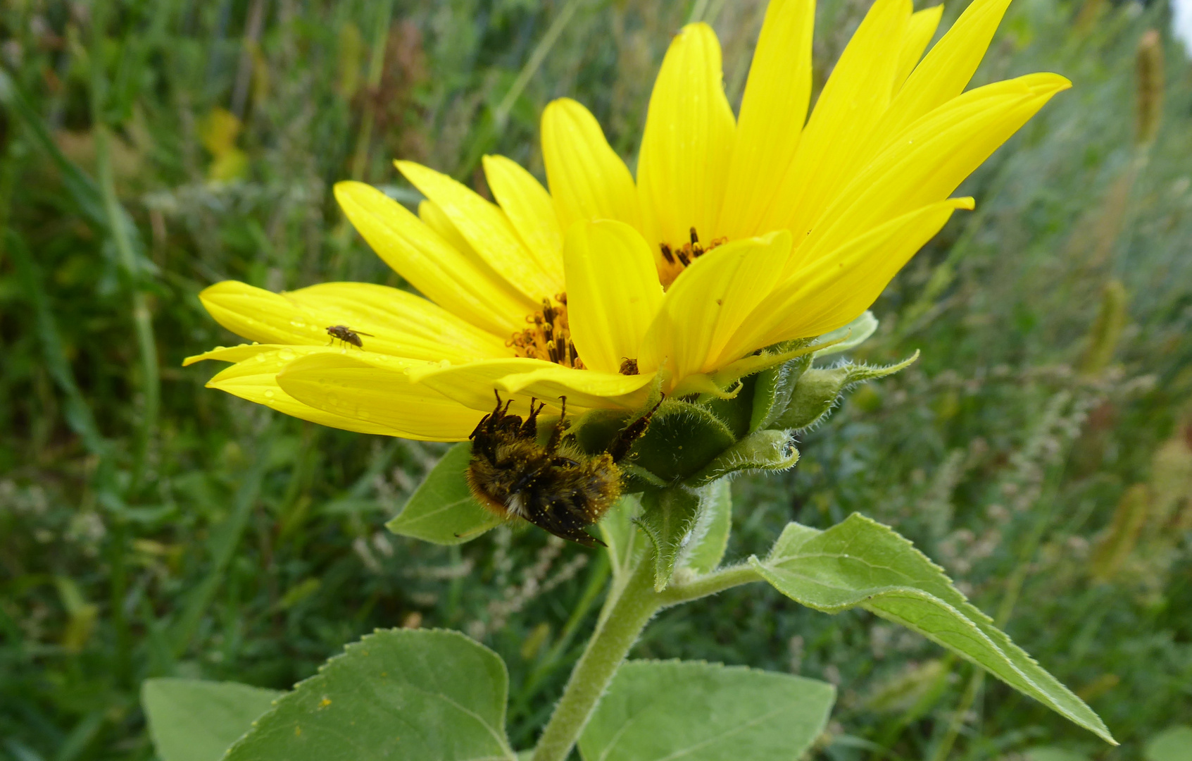 Sonnenblumenregenschirm ;-)