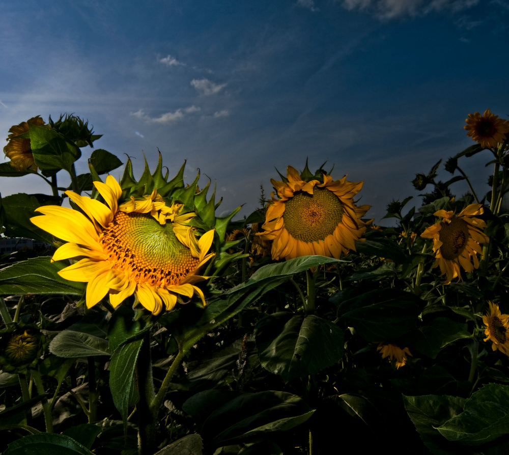 sonnen.blumen.sommer